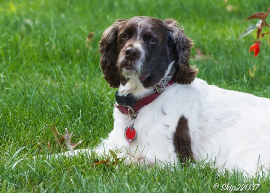 2014_08_09_backyard_023