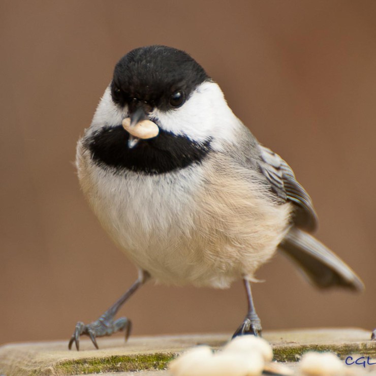 Black capped chickadee