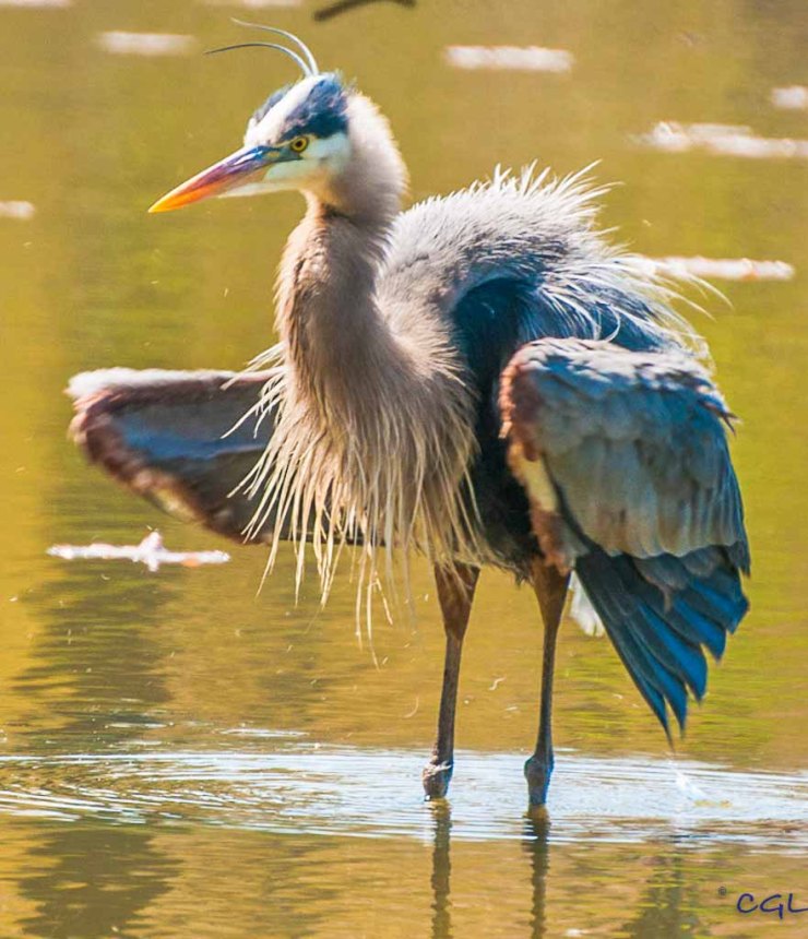 2012_04_northchagrin_164