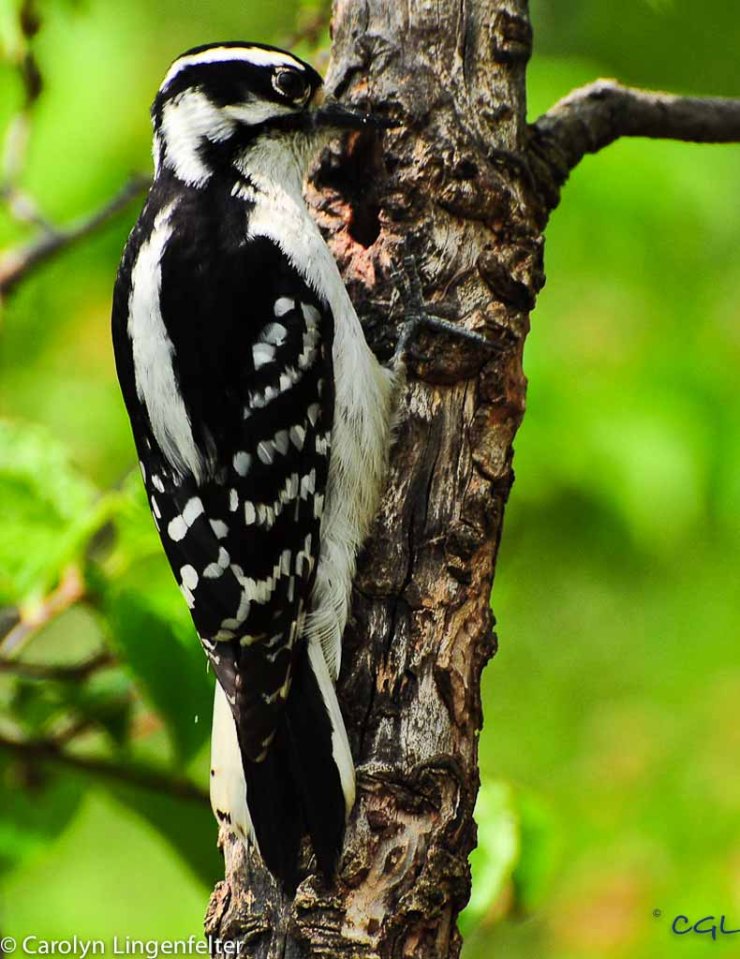 2012_05_northchagrin_029