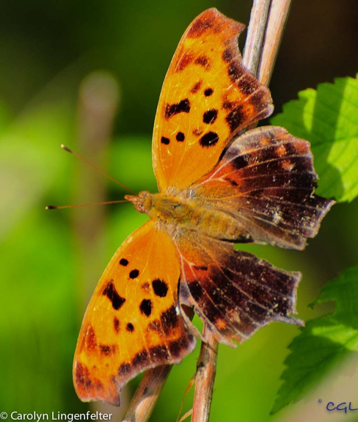 2012_05_northchagrin_034