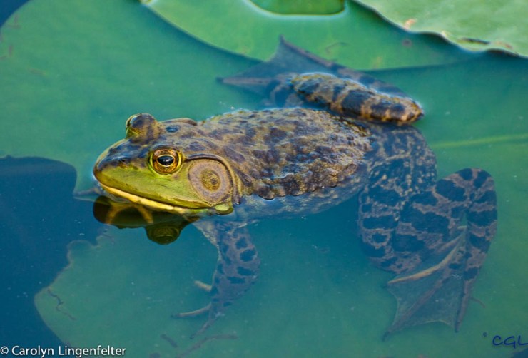 2012_05_northchagrin_097