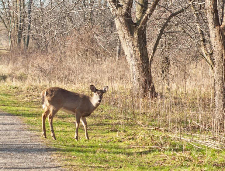 One of the many deer that call the park home