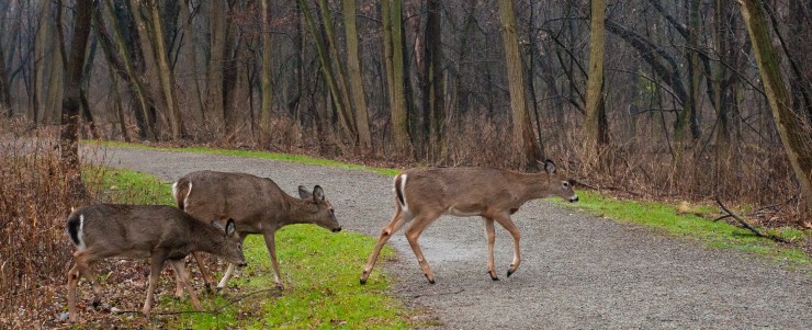 Deer playing follow the leader.