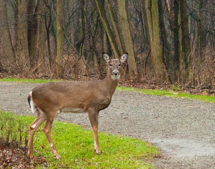 Her mother told her to look both ways before crossing!