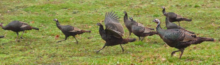 Race you to the bottom of the hill! Last one down is a .....TURKEY!
