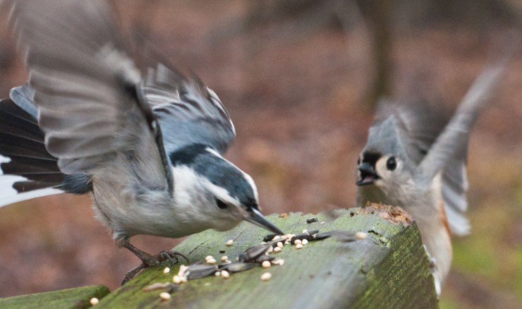 Food fight at the bird buffet