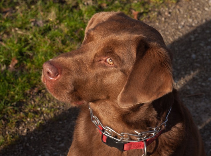 Buddy hoping for a handout
