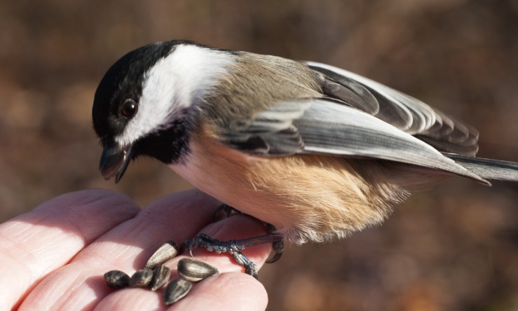 Hungry chickadee