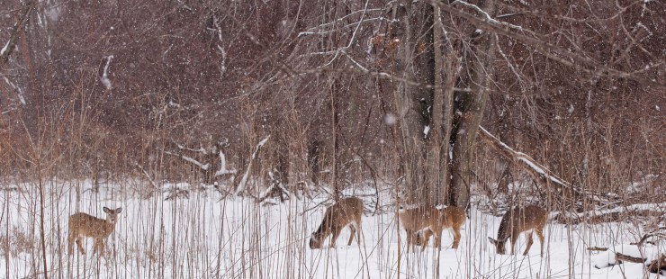 2013_02_04_nature_058