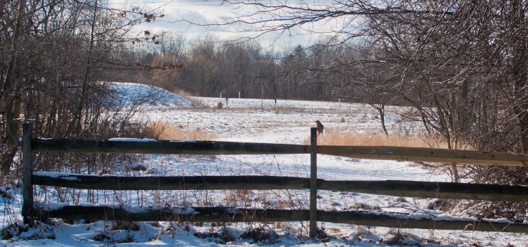 2013_02_17_nature_094