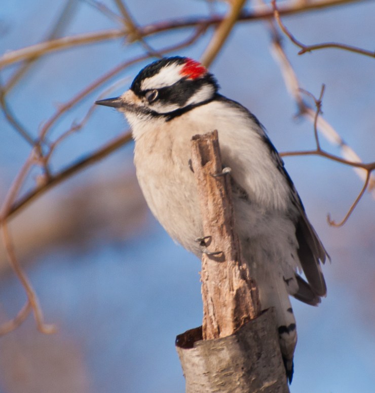 2013_02_17_nature_140