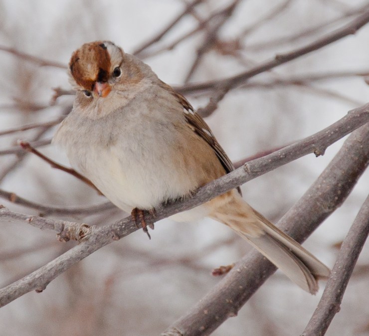 His colors are more subdued than the adult.