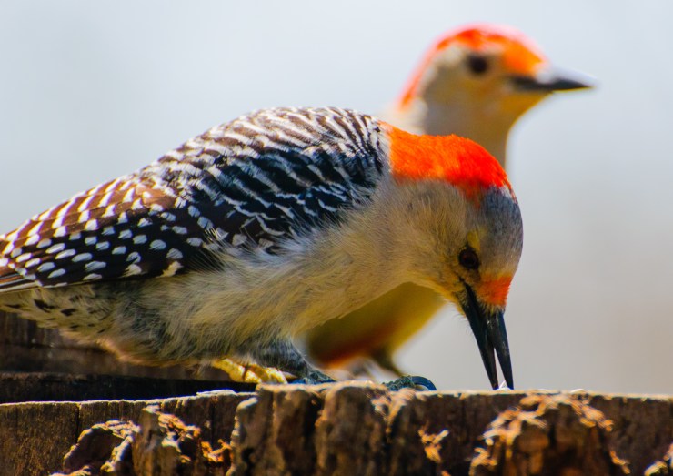two red-bellied woodpeckers