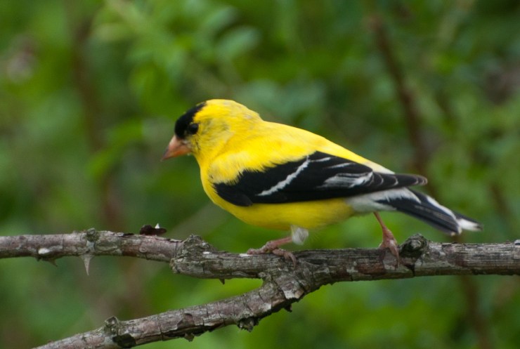 2013_05_10_nature_040