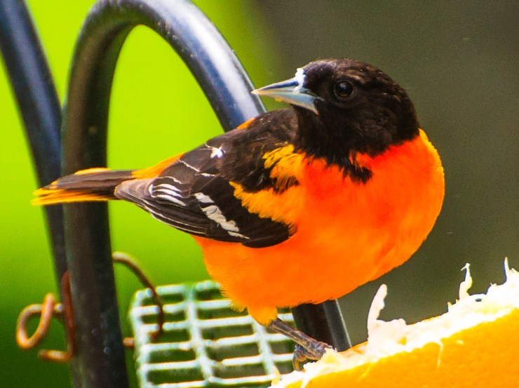 2013_05_12_backyard_043