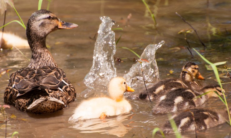 2013_05_13_nature_020