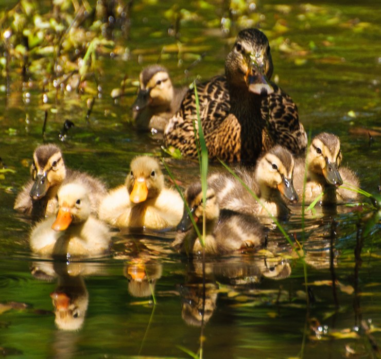 2013_05_13_nature_068