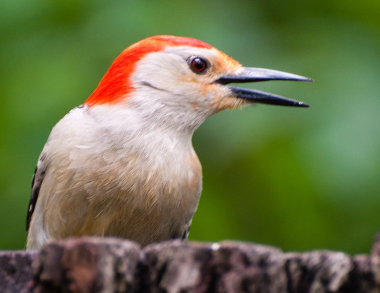 2013_05_28_nature_123