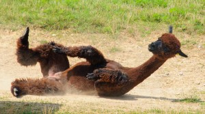 2013_08_01_field trip_074