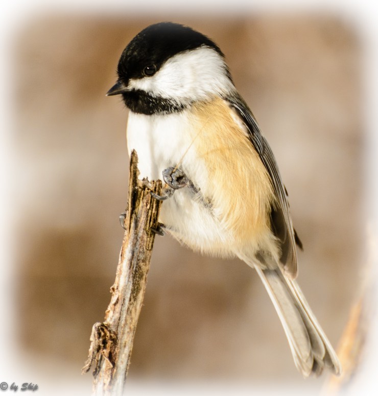 Black-capped chickadee