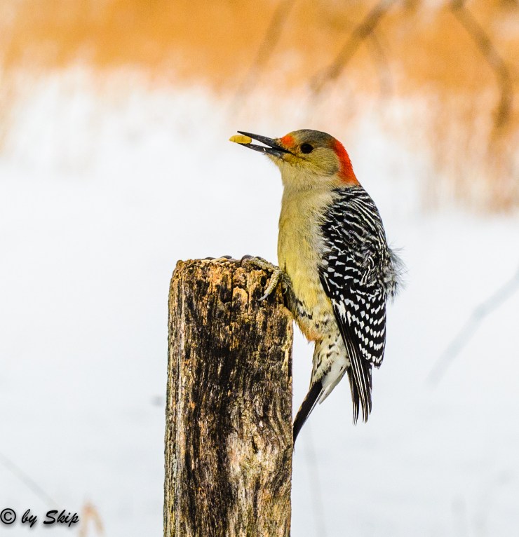 2015_01_16_Chagrin River Park_012