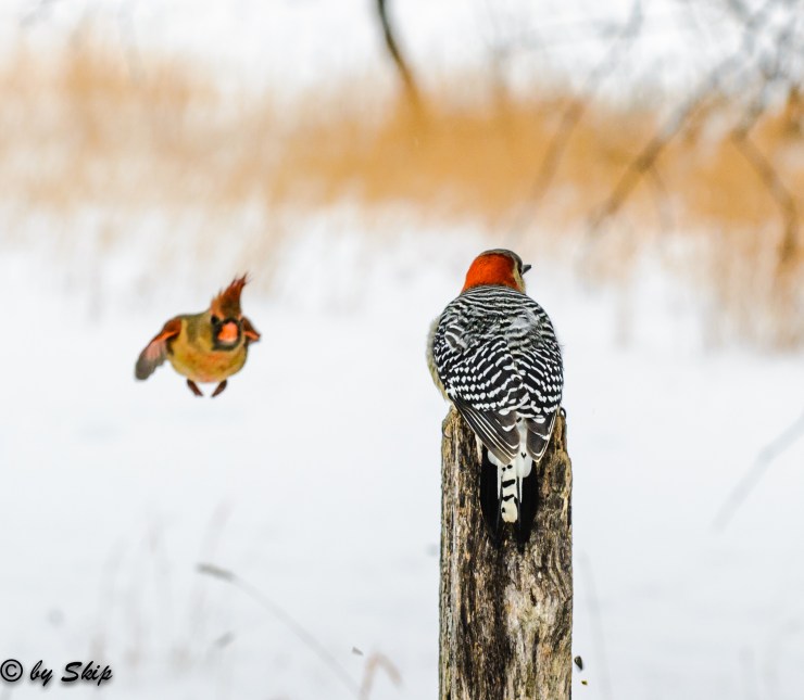 2015_01_16_Chagrin River Park_023