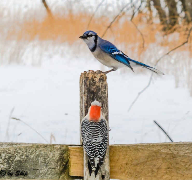 2015_01_16_Chagrin River Park_027