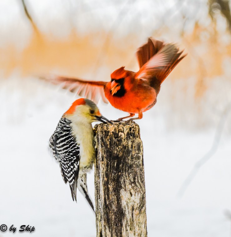 2015_01_16_Chagrin River Park_035