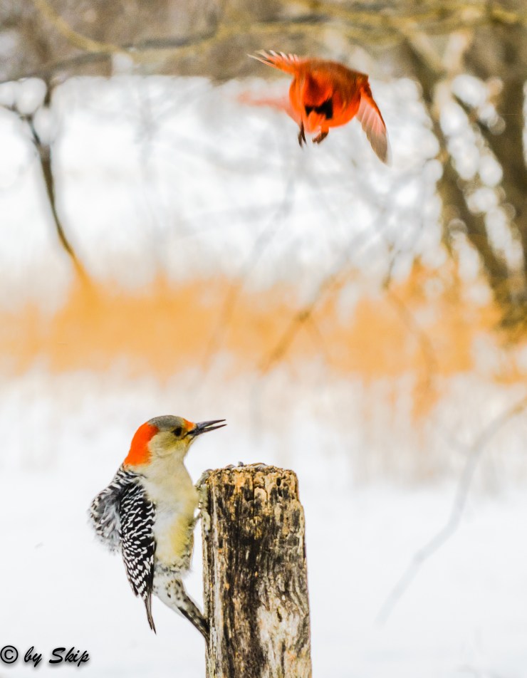 2015_01_16_Chagrin River Park_036