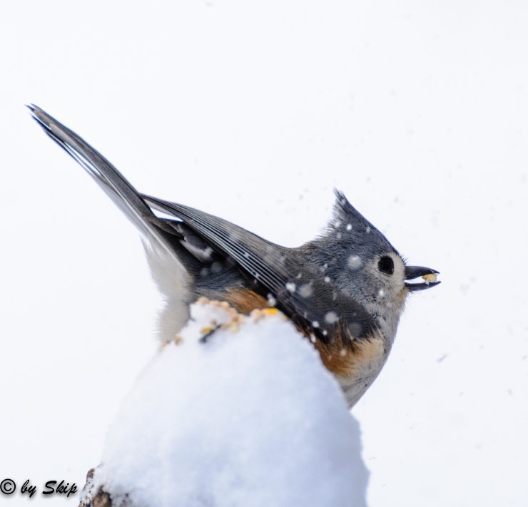 2015_02_02_Chagrin River Park_042