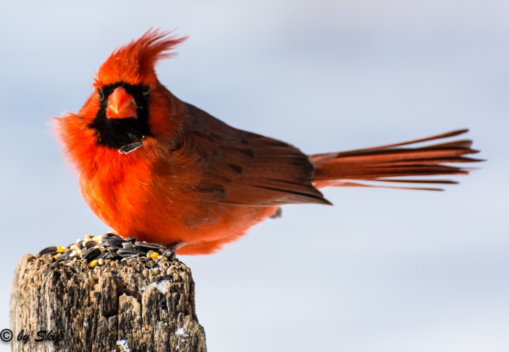 2015_02_03_Chagrin River Park_008