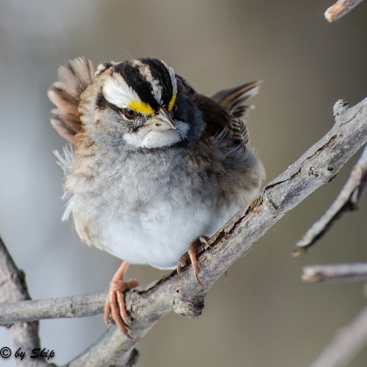 2015_02_03_Chagrin River Park_021