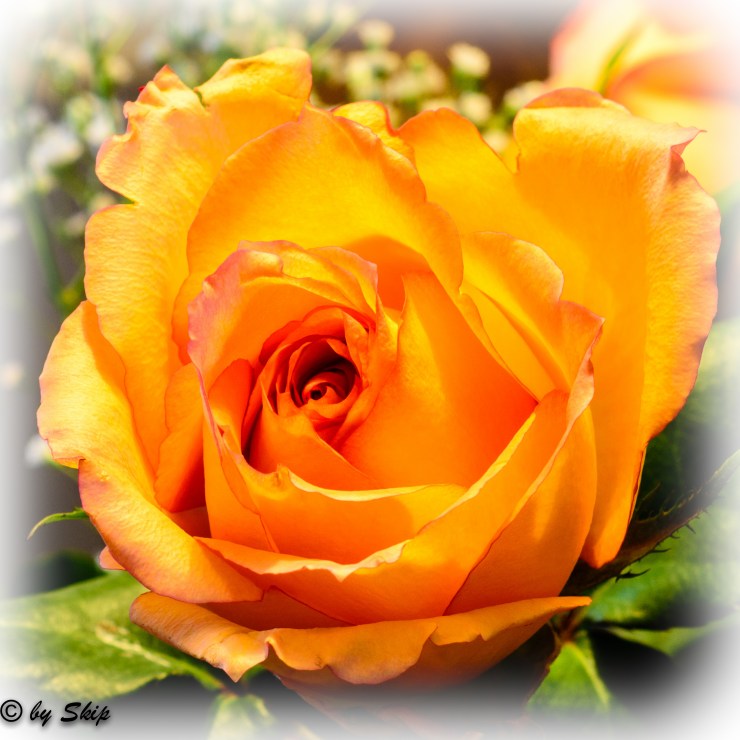 2015_02_06_around the house_005