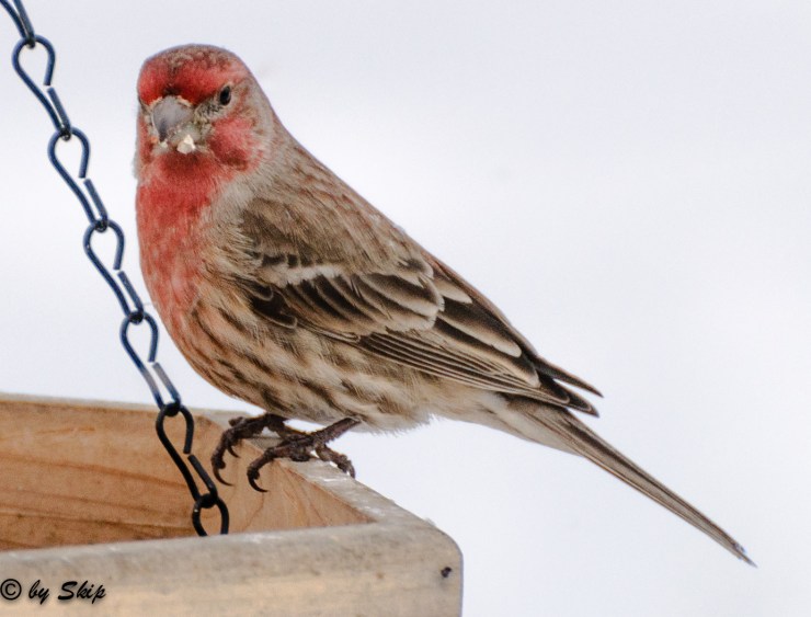 2015_02_10_back yard_030