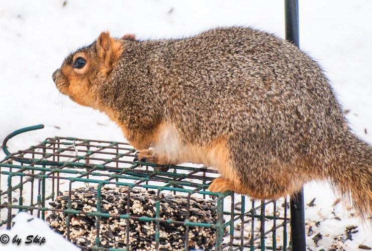 2015_02_11_back yard_019