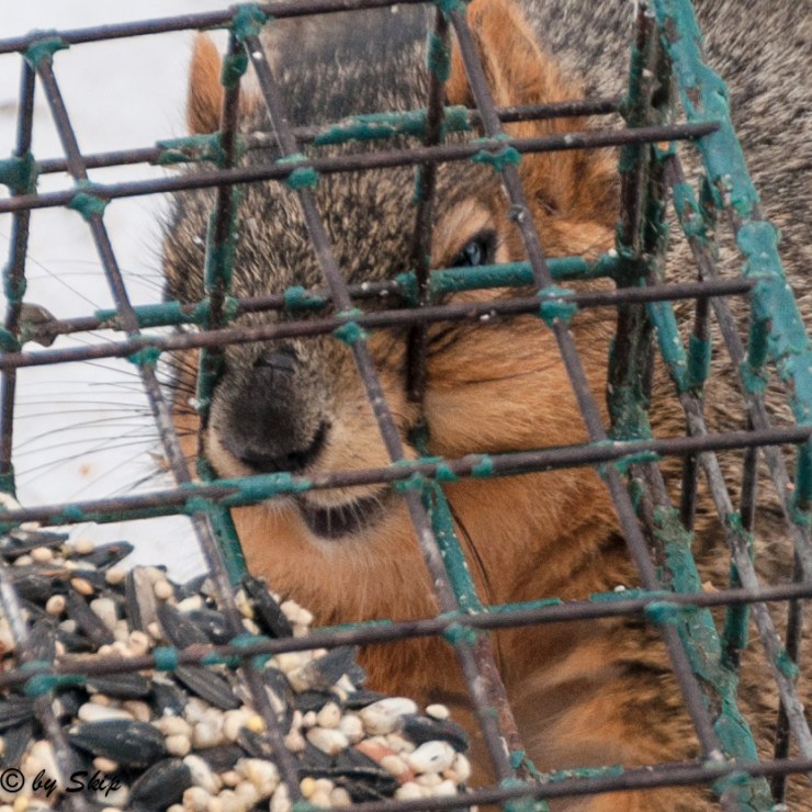 2015_02_11_back yard_039