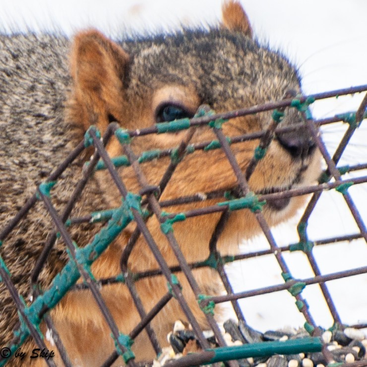 2015_02_11_back yard_067-2