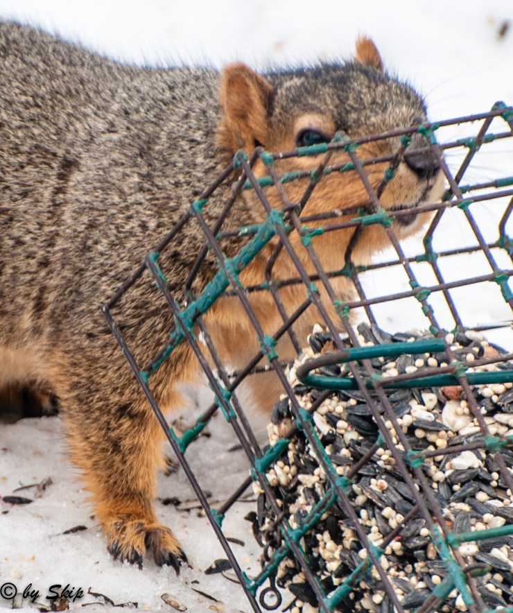 2015_02_11_back yard_067