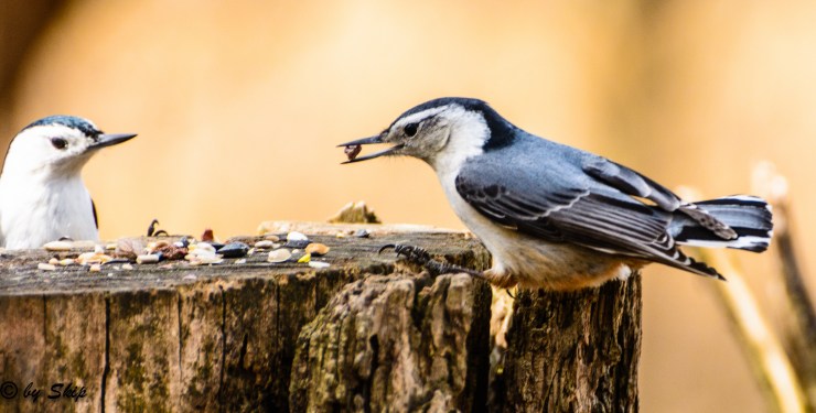 2015_03_19_Chagrin River Park_047