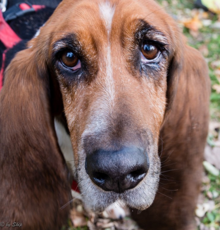 2014_10_28_Chagrin River Park_011