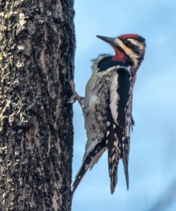 2015_04_13_Chagrin River Park_068