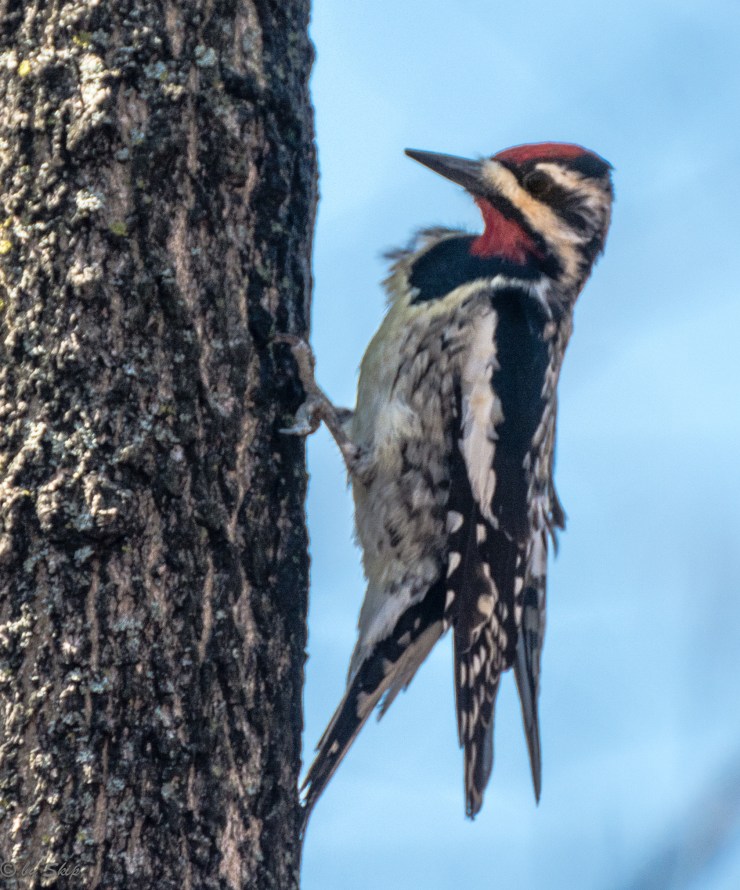 2015_04_13_Chagrin River Park_068