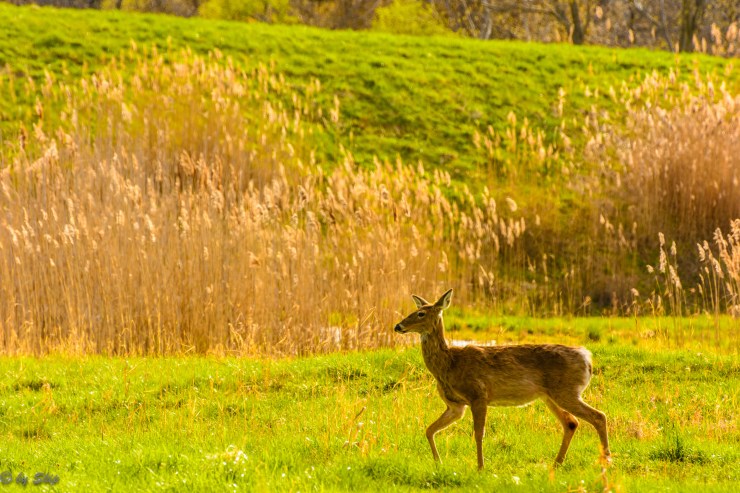 2015_04_26_Chagrin River Park_069