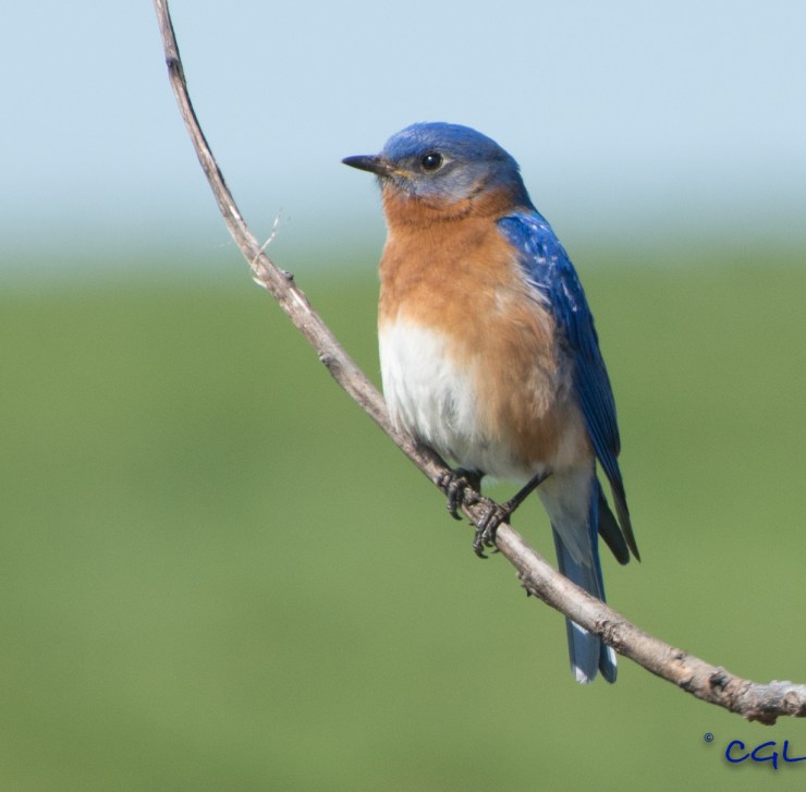 2015_05_01_Chagrin River Park_074