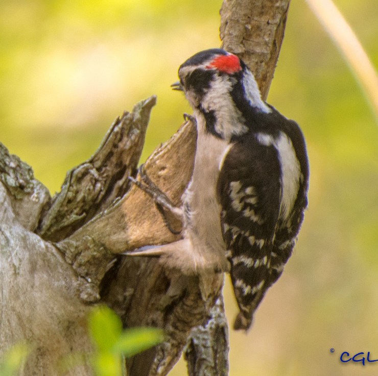 2015_05_07_Chagrin River Park_166