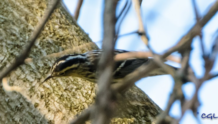 2015_05_07_Chagrin River Park_189