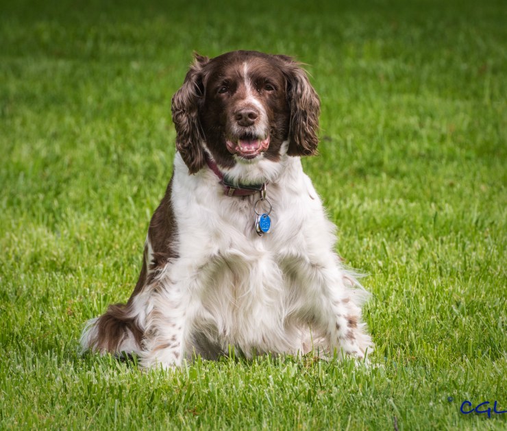 Gulliver before our muggy morning walk