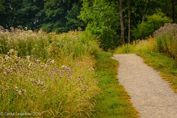 2016_07_05_Trailwalk_Chagrin River Park_0049-Edit