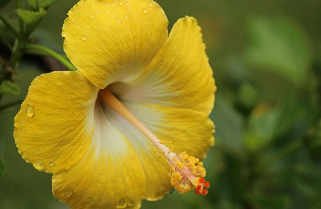 hibiscus2